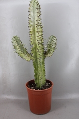 Euphorbia Ingens Variegata 19Ø 100cm