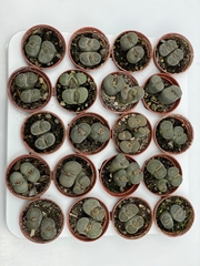 Lithops 5Ø 6cm