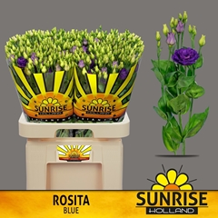 Eustoma Double Rosita Blue 70cm