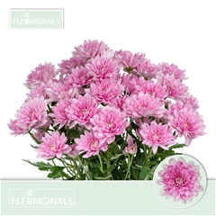 Chrysanth Spray Baltica Pink 70cm 95gr.