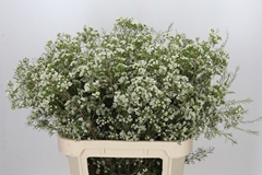 Chamelaucium Blizzard 80cm 85gr.