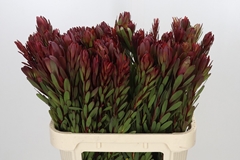 Leucadendron Safari Sunset 80cm