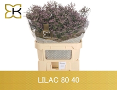 Limonium Safora Lilac 80cm 40gr.