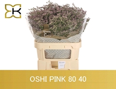 Limonium Safora Oshi Pink 80cm 40gr.