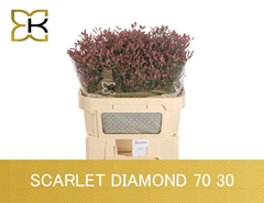 Limonium Sinense Scarlet Diamond 70cm 30gr.