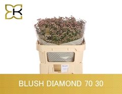 Limonium Sinense Blush Diamond 70cm 30gr.