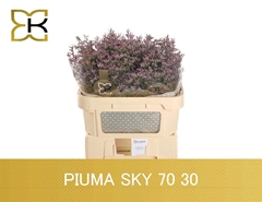 Limonium Safora Pink Sky 70cm 30gr.