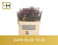 Limonium Safora Dark Blue 70cm 30gr.