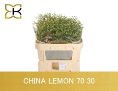 Limonium Sinense China Lemon 70cm 30gr.