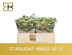 Limonium Sinuatum Starlight Wings 50cm 10gr.