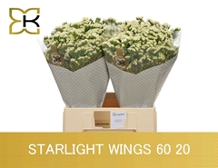 Limonium Sinuatum Starlight Wings 60cm 20gr.