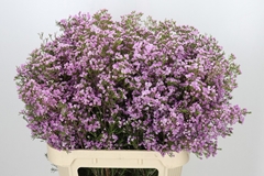 Chamelaucium Pirouette 80cm 60gr.