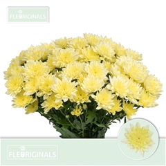 Chrysanth Spray Baltica Cream 70cm 95gr.