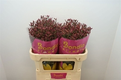 Limonium Sinense Scarlet Diamond 70cm 30gr.