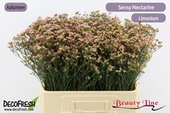 Limonium Sinense Sensy Nectarine 60cm 20gr.