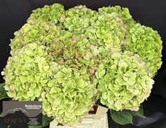 Hydrangea Verena Classic 60cm 17-19cm Hd