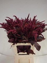 Amaranthus Cruentus Velvet 70cm
