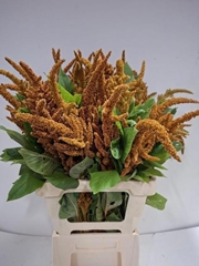 Amaranthus Cruentus Hot Biscuits 70cm