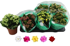 Kalanchoe Double Rosaline Mix 15Ø 25cm