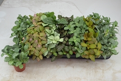 Fittonia Mix 7 Colours 8Ø 12cm