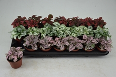 Hypoestes Mix 8Ø 10cm
