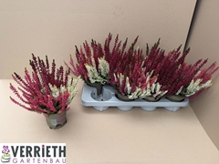 Calluna Garden Girls Mix In Pot 3 Colours 12Ø 25cm
