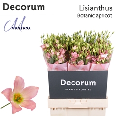 Eustoma Single Botanic Apricot 70cm