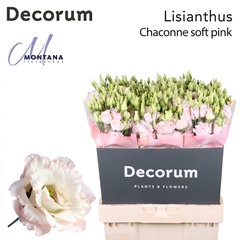 Eustoma Double Chaconne Soft Pink 70cm