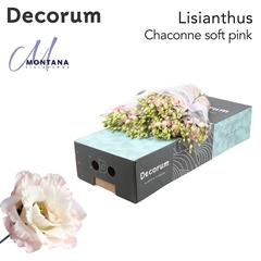 Eustoma Double Chaconne Soft Pink 70cm