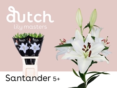 Lily Oriental Santander 100cm 5+
