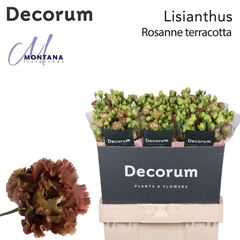 Eustoma Double Rosanne Light Terracotta 70cm