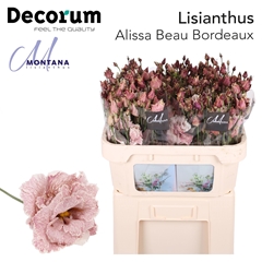 Eustoma Double Painted Alissa Beau Bordeaux 70cm