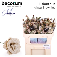 Eustoma Double Painted Alissa Brownies 70cm