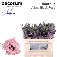 Eustoma Double Painted Alissa Black Rose 70cm