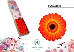 Gerbera Mini Black Center Flamazing 45cm 7cm Hd