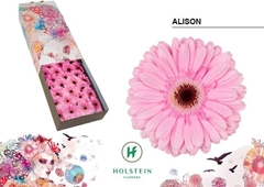 Gerbera Black Center Alison 45cm 10cm Hd