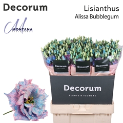 Eustoma Double Painted Alissa Bubblegum 70cm
