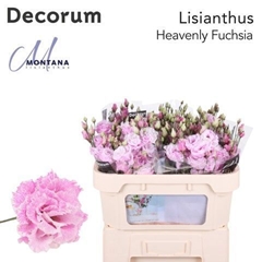 Eustoma Double Painted Heavenly Fuchsia 70cm