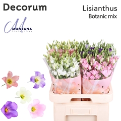 Eustoma Single Botanic Mix 70cm