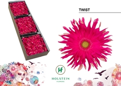 Gerbera Curly Gerpasta Twist 45cm 10cm Hd
