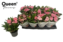 Euphorbia Charlotte 10Ø 26cm