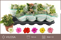 Kalanchoe Double Mix 10Ø 22cm