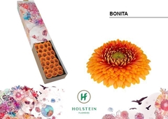 Gerbera Mini Sphere Bonita 45cm 7cm Hd