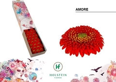 Gerbera Mini Sphere Amore 45cm 7cm Hd