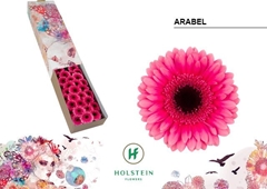 Gerbera Mini Black Center Arabel 45cm 7cm Hd