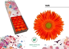 Gerbera Spider Yari+ 45cm 10cm Hd