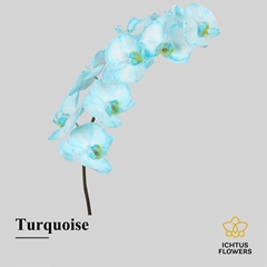 Phalaenopsis Painted Light Blue 75cm 9+