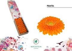 Gerbera Mini Sphere Fanta 45cm 7cm Hd