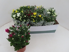 Chrysanth Mix 6 Mix 12Ø 25cm