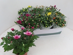 Chrysanth Mix 6 Mix 12Ø 25cm